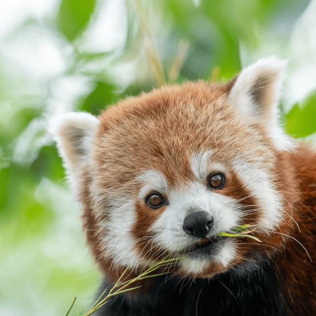 Kleiner Panda