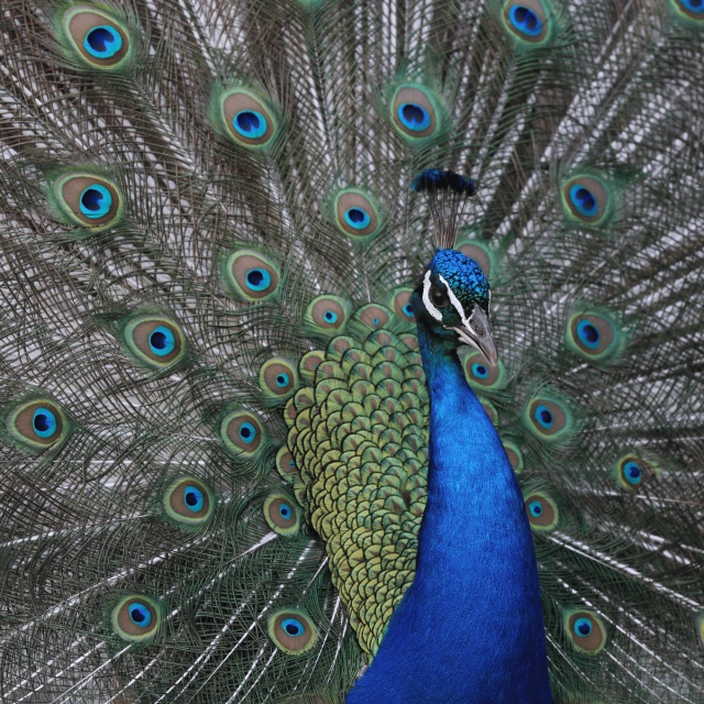 Blauer Pfau