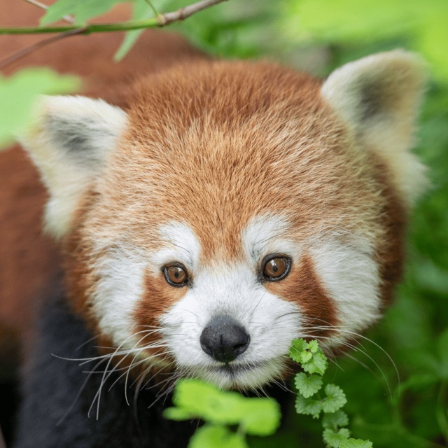 Kleiner Panda