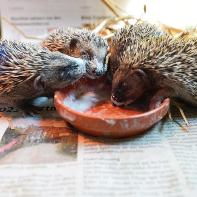 Igel in der Igelstation