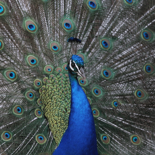 Blauer Pfau