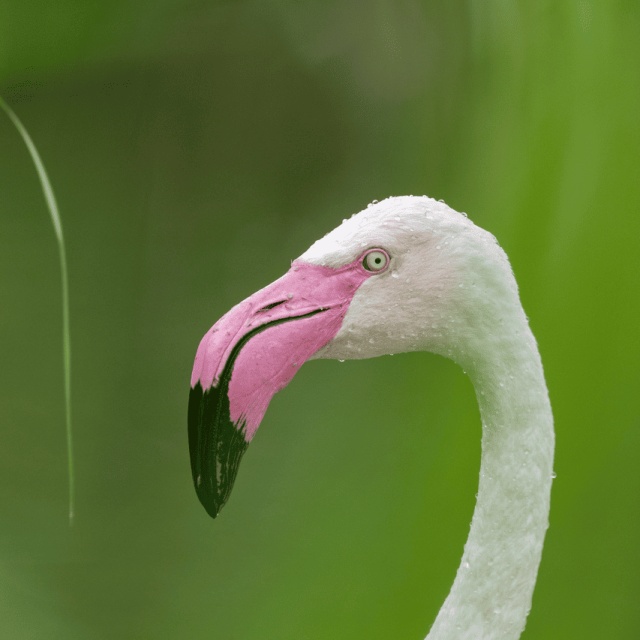Rosaflamingo