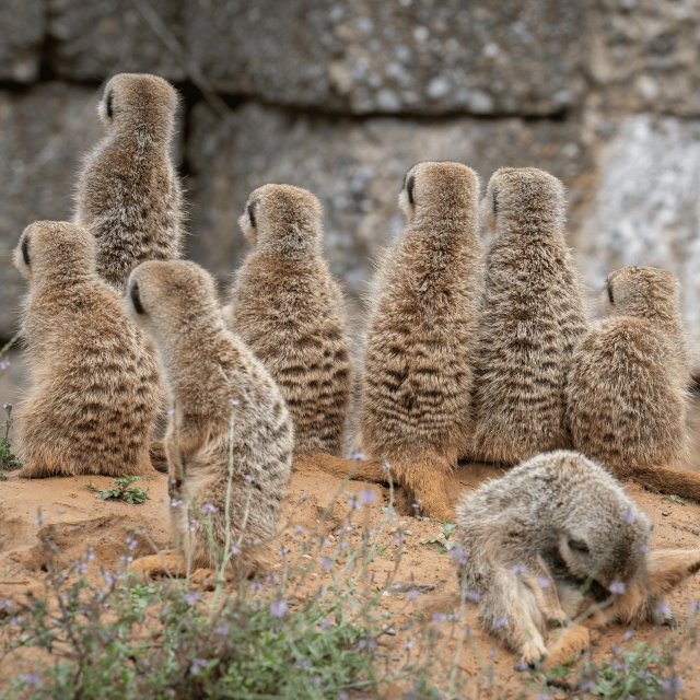 Erdmännchen